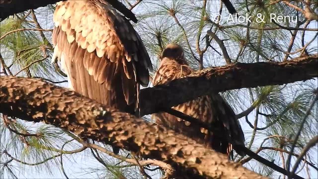 Himalayan Griffon - ML201962241