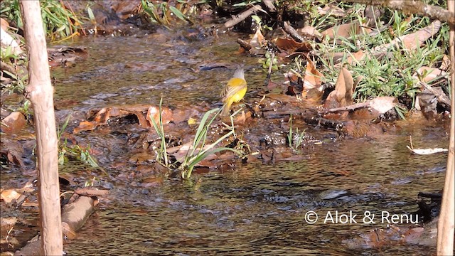 Gray-headed Canary-Flycatcher - ML201962271