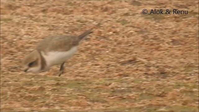 Kentish Plover - ML201962301