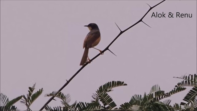 Ashy Prinia - ML201962361