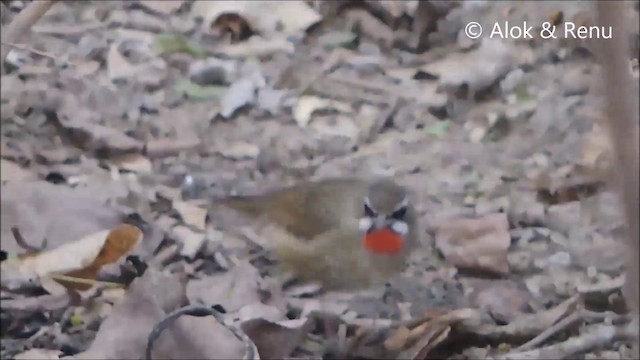 Siberian Rubythroat - ML201962371