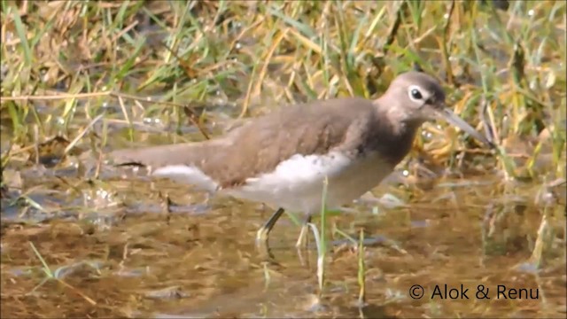 Green Sandpiper - ML201962431