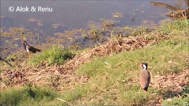 Red-wattled Lapwing - ML201962441