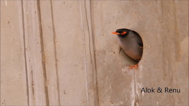 Bank Myna - ML201962541