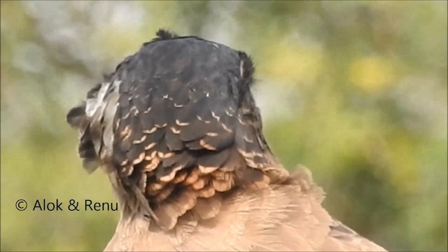 Хохлатый змееяд - ML201962551