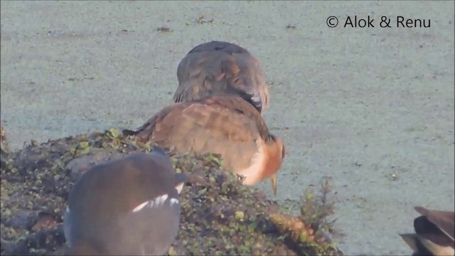 Jacana Bronceada - ML201962581