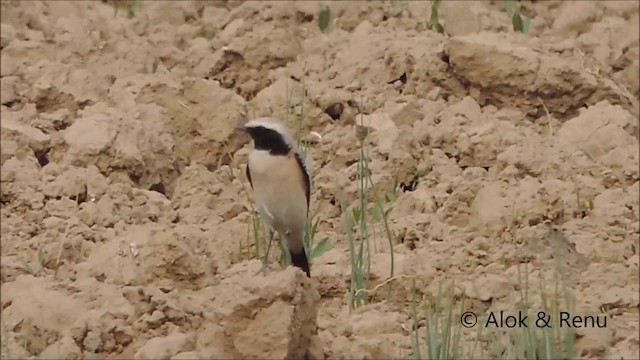 Desert Wheatear - ML201962611