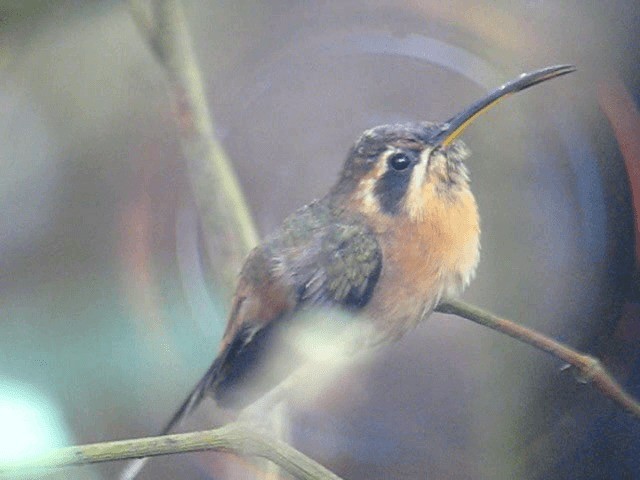 kolibřík trpasličí - ML201962661