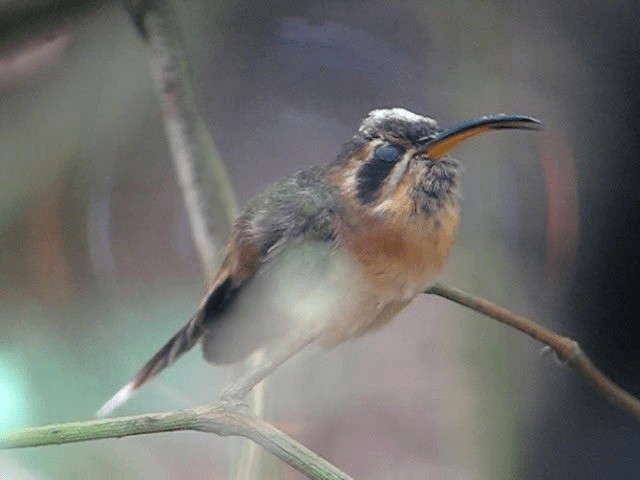 kolibřík trpasličí - ML201962671