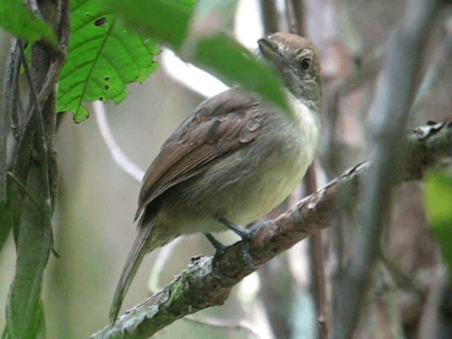 Mouse-colored Antshrike - ML201962691