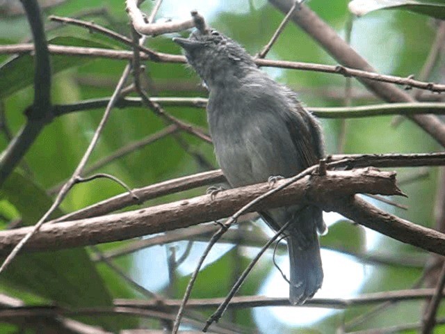 Mouse-colored Antshrike - ML201962701