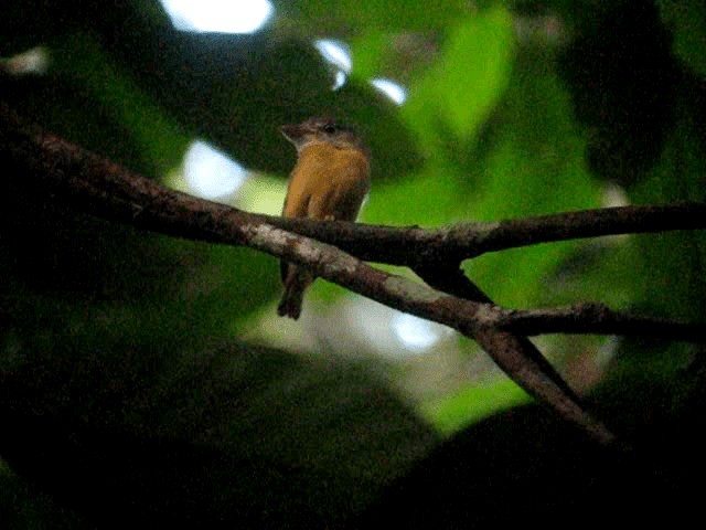 White-crested Spadebill - ML201962711