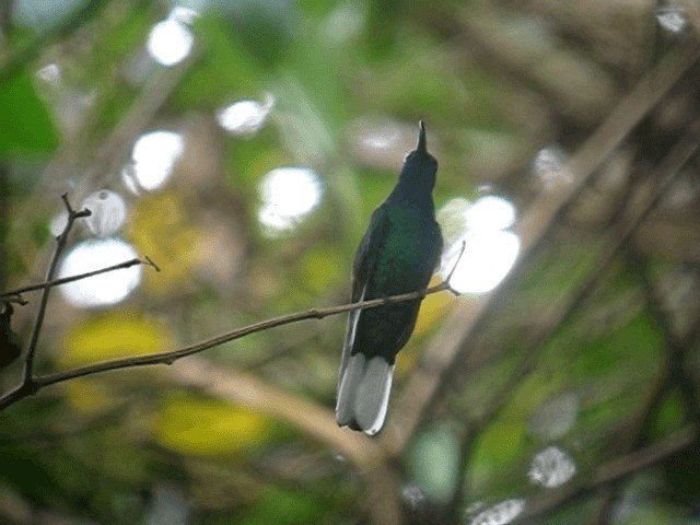 White-tailed Sabrewing - ML201962741