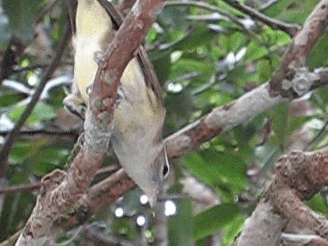 Brown-capped Vireo - ML201962751