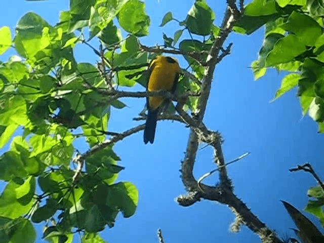 Oriole à tête d'or - ML201962771