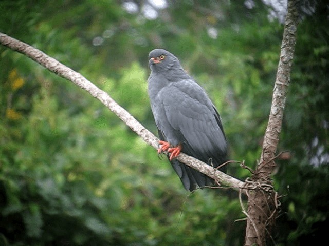 Slender-billed Kite - ML201962801