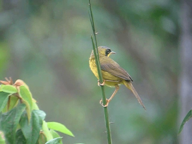 Masked Yellowthroat - ML201962811