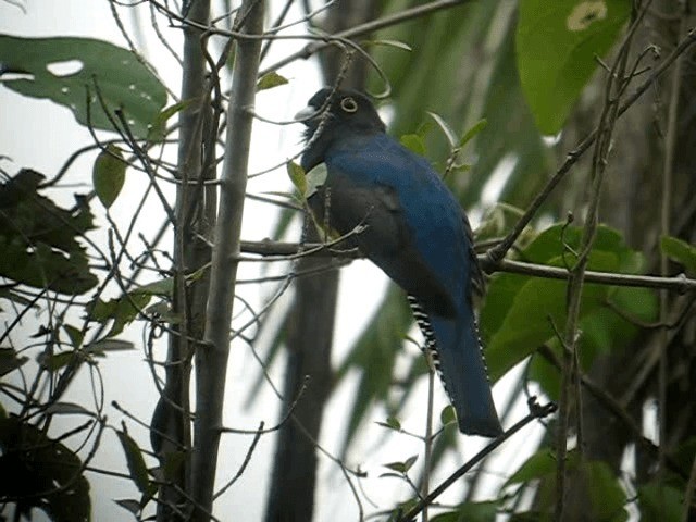 Guianan Trogon - ML201962821