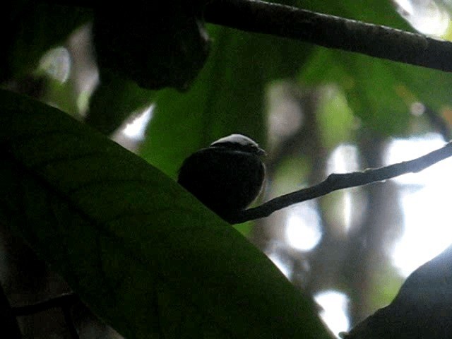 Manakin à tête blanche (pipra) - ML201962841