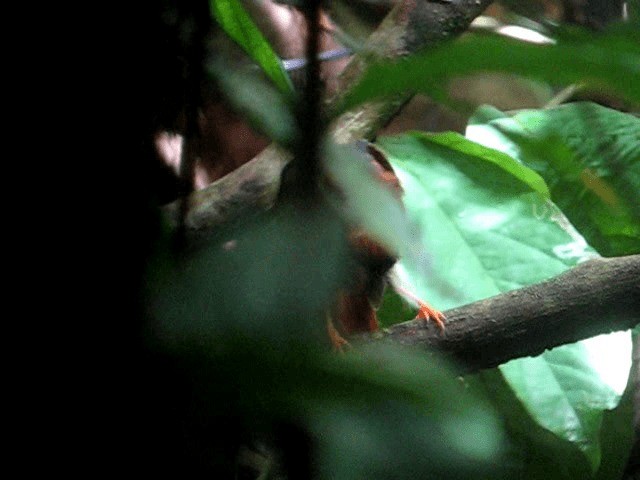 White-plumed Antbird - ML201962851