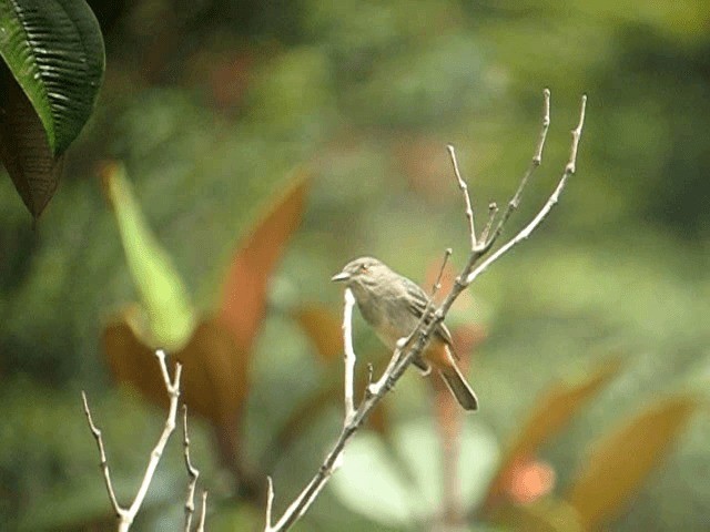 Rufous-tailed Tyrant - ML201962921