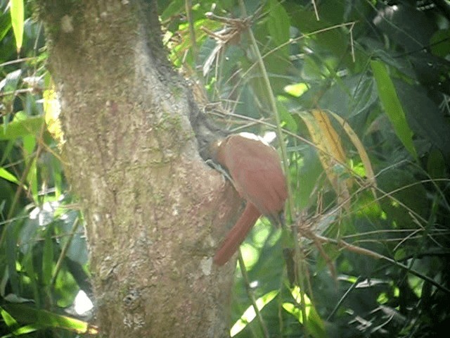 Plain-brown Woodcreeper (Plain-brown) - ML201962941