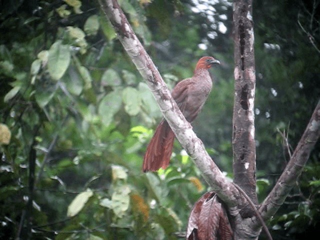 Variable Chachalaca - ML201962981