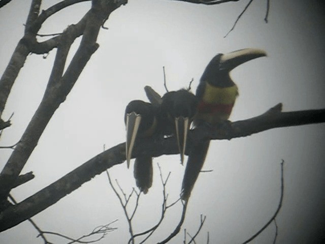 Black-necked Aracari - ML201962991