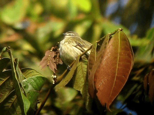 Spectacled Tyrannulet - ML201963031