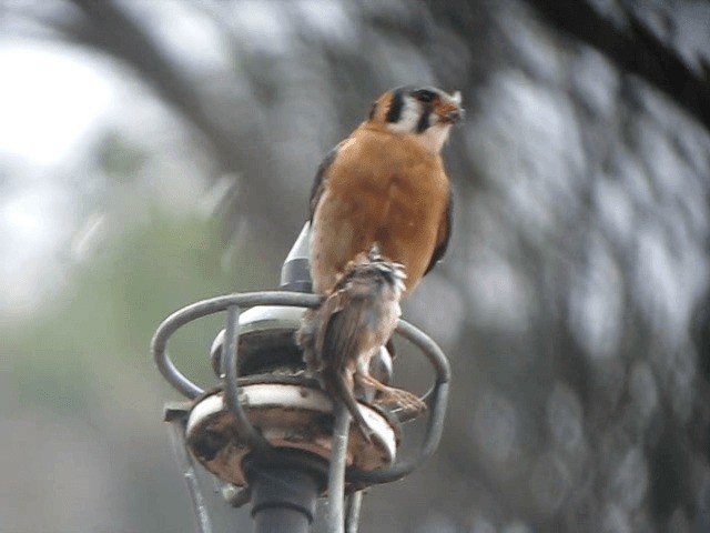 American Kestrel - ML201963051