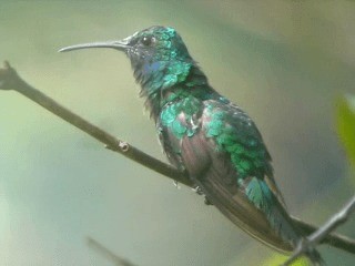 White-tailed Sabrewing - ML201963121