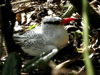 Red-billed Tropicbird - ML201963131