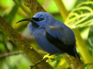 Purple Honeycreeper - ML201963171