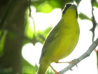 Masked Yellowthroat - ML201963191