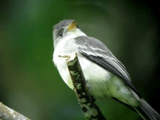 Northern Tropical Pewee - ML201963221