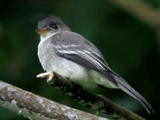 Northern Tropical Pewee - ML201963231