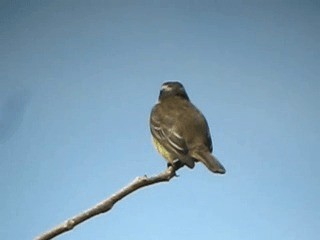 Piratic Flycatcher - ML201963241