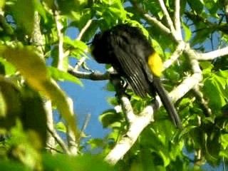 Oriole à épaulettes (chrysocephalus) - ML201963351