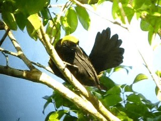 Oriole à épaulettes (chrysocephalus) - ML201963361
