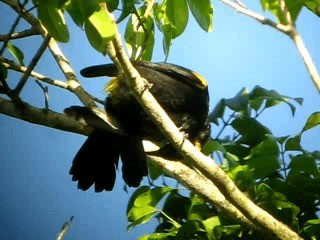 Turpial Boyerito (chrysocephalus) - ML201963371