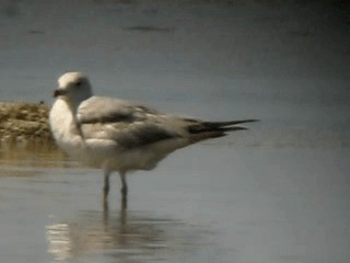 Ring-billed Gull - ML201963391