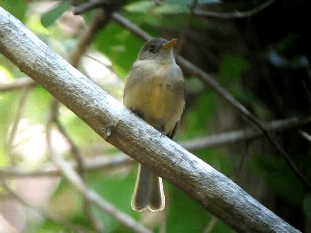 Lesser Antillean Pewee (Puerto Rico) - ML201963461