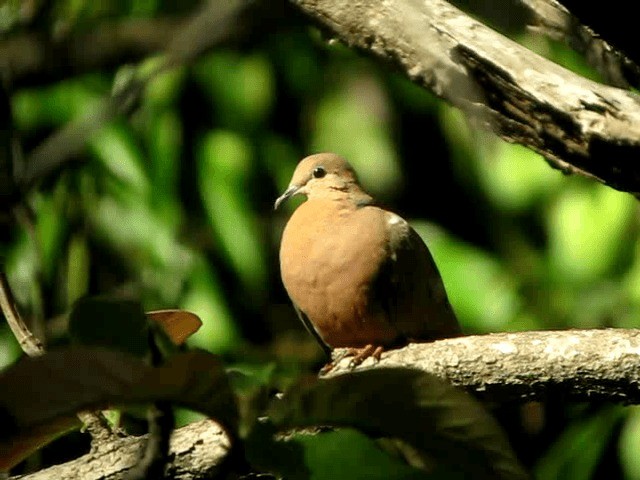 Zenaida Dove - ML201963471