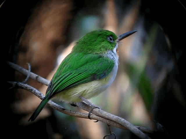 Puerto Rican Tody - ML201963481