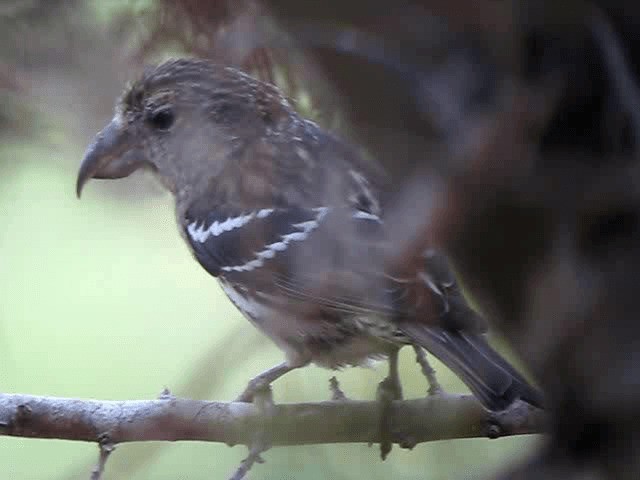 Hispaniolan Crossbill - ML201963551