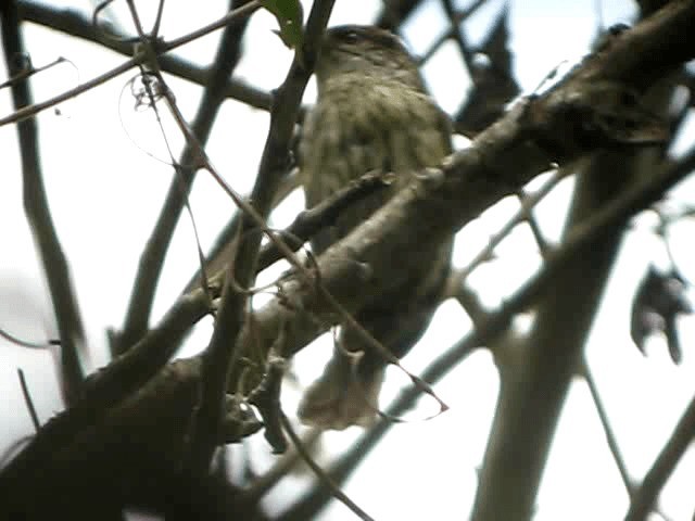 Antillean Piculet - ML201963561