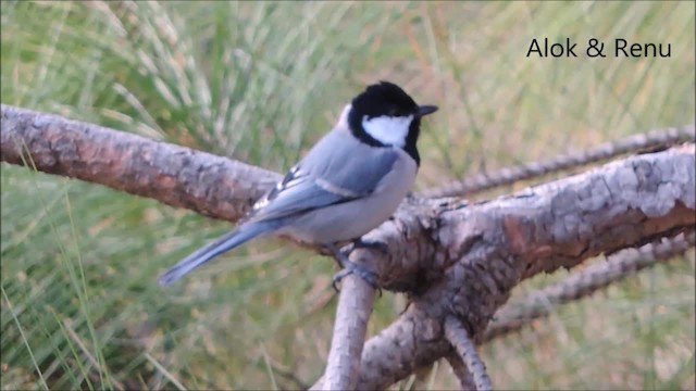 Cinereous Tit - ML201963581