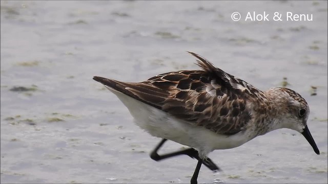 Little Stint - ML201963591