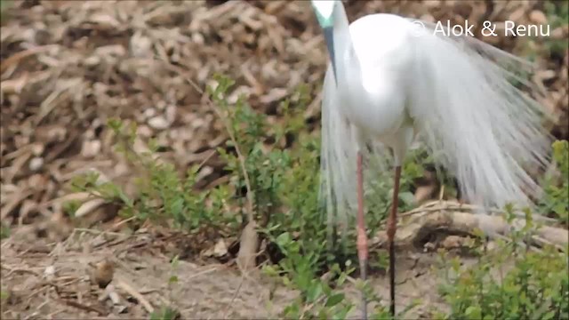 Great Egret (modesta) - ML201963641