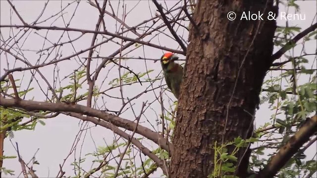 Coppersmith Barbet - ML201963671